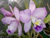 Slc. Doris And Byron 'Christmas Rose'